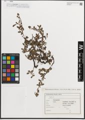 Foto von Salix L.